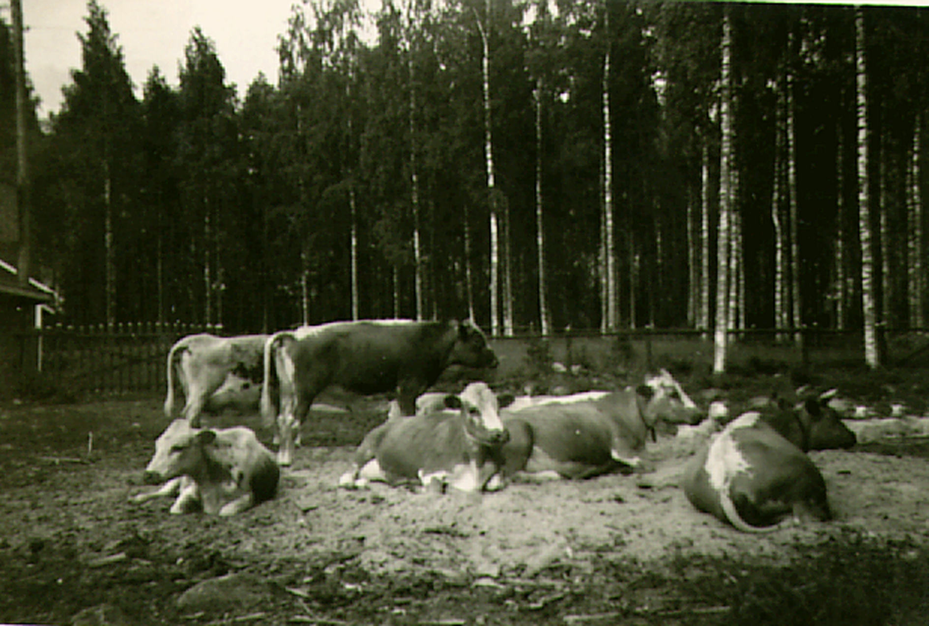 vanha kuva kyytöistä