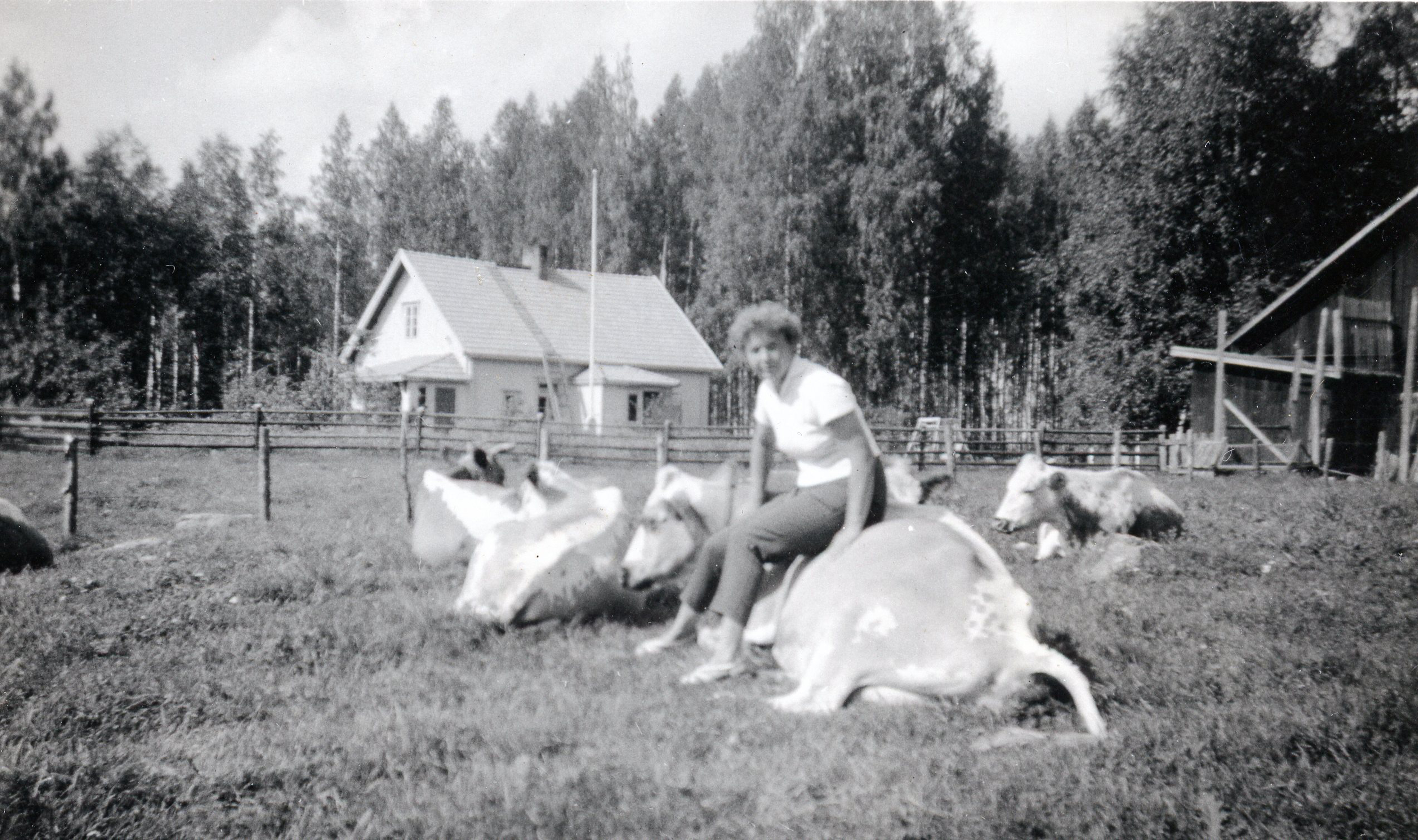 suomenkarjan lehmät