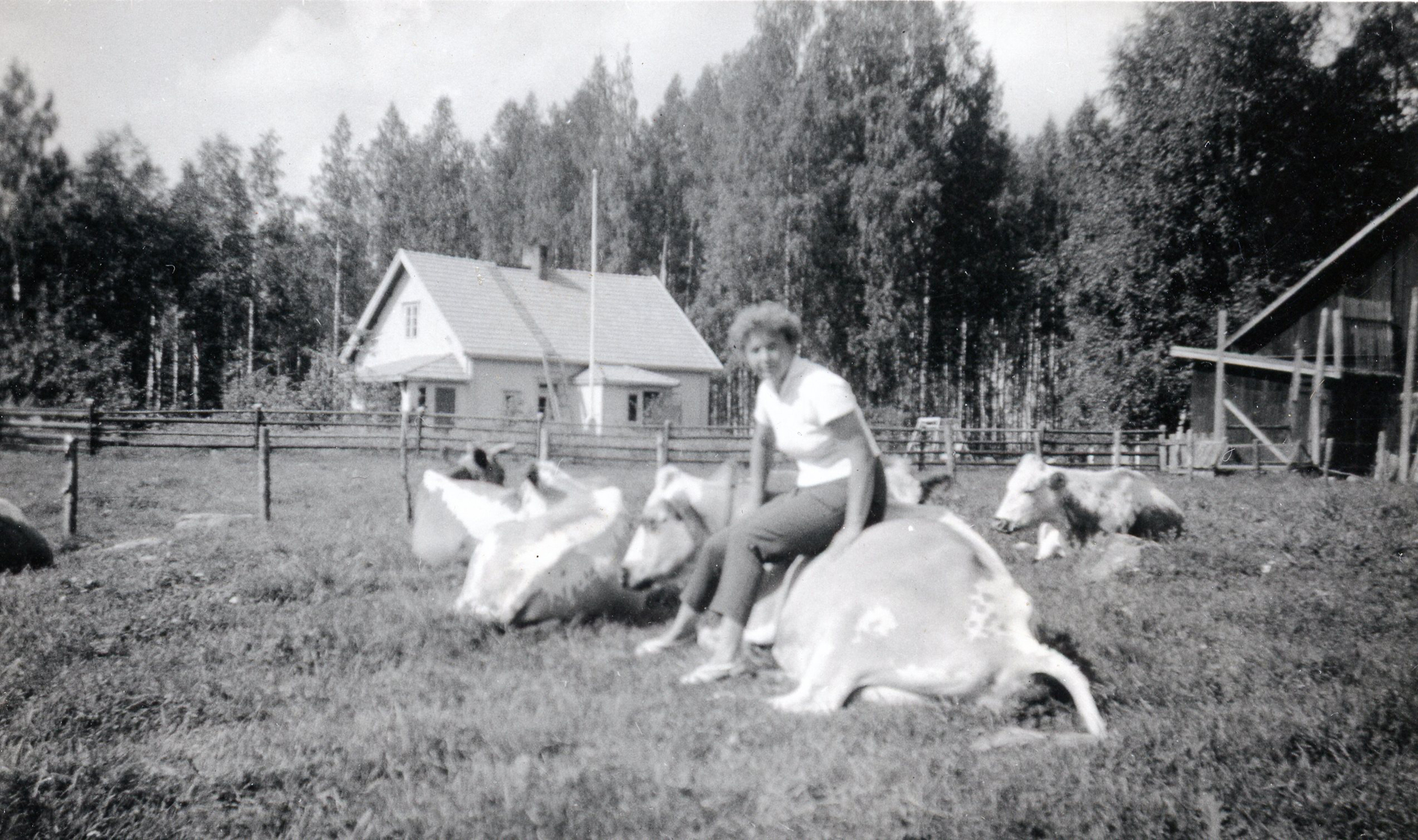 suomenkarjan lehmät